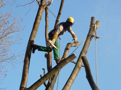 Travaux paysagers