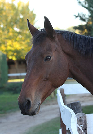 Pension pour chevaux